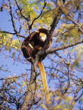 Matschies Tree Kangaroo, Sunning in Tree, Michigan, USA Photographie par Stan Osolinski