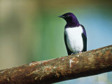 Amethyst Starling, Zoo Animal Lámina fotográfica por Stan Osolinski