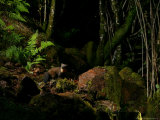 Pine Marten at Night, the Highlands, Inverness-Shire Photographie par Elliott Neep