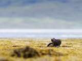 European Otter, Juvenile Resting on Rock Amongst Seaweed, Scotland Fotografie-Druck von Elliott Neep