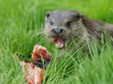 European Otter, Eating Salmon in Grass, Sussex, UK Photographie par Elliot Neep