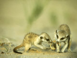 Meerkat, Young Sharing Scorpion Prey, Kalahari Lámina fotográfica por David Macdonald