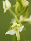Lesser Butterfly Orchid, Close-up of Flower, Oxfordshire, UK Photographic Print by Elliot Neep