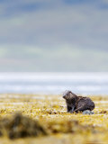 European Otter, Juvenile Resting on Rock Amongst Seaweed, Scotland Photographic Print by Elliott Neep