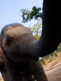 Working Indian Elephant, Playful One-Year-Old Female Elephant, Madhya Pradesh, India Photographie par Elliott Neep