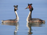 Great-Crested Grebes, Pair Courting, Lake Geneva, Switzerland Photographie par Elliot Neep