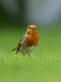 Robin, Standing, Hampshire, UK Photographic Print by Elliott Neep