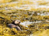 European Otter, Female Lying on Seaweed, Scotland Lámina fotográfica por Elliott Neep European Otter, Female Lying on Seaweed, Scotland Lámina fotográfica por Elliott Neep