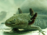 Axolotl, Ambystoma Mexicana Photographic Print by Oxford Scientific