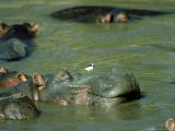 Hippopotamus, with Wagtail, Kenya Photographic Print by Stan Osolinski