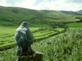 Buzzard, Clwyd Lámina fotográfica por Michael Leach