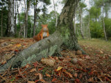 Red Squirrel, Formby, UK Lámina fotográfica por Elliott Neep Red Squirrel, Formby, UK Lámina fotográfica por Elliott Neep