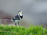 Pied Wagtail, Standing in Grass, Scotland Photographie par Elliot Neep