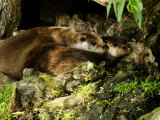 Pair of Otters Curled up at Base of a Willow Tree, Earsham, UK Photographic Print by Elliot Neep