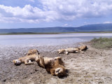 African Lions, Sleeping, Tanzania Photographic Print by Owen Newman