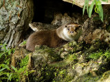 Otter, Dog Otter at Base of a Willow Tree, Earsham, UK Lámina fotográfica por Elliott Neep Otter, Dog Otter at Base of a Willow Tree, Earsham, UK Lámina fotográfica por Elliott Neep