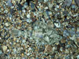 Flounder, Platichthys Flesus Devon, UK Photographic Print by Oxford Scientific