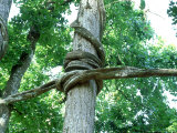 Strangler Fig, Chitwan National Park, Nepal Lámina fotográfica por Richard Packwood