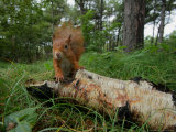Red Squirrel, Formby, UK Lámina fotográfica por Elliott Neep Red Squirrel, Formby, UK Lámina fotográfica por Elliott Neep
