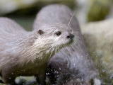 Asian Short Clawed Otters, Playing in a Rockpool, Earsham, UK Photographic Print by Elliot Neep