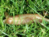 Earthworm, Copulating Lámina fotográfica por Oxford Scientific Earthworm, Copulating Lámina fotográfica por Oxford Scientific