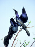 Boat-Tailed Grackle, Displaying Males, USA Photographie par Stan Osolinski
