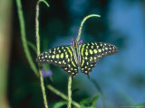 Tailed Jay, Aviary Animal Photographic Print by Stan Osolinski