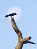 Boat-Tailed Grackle, Singing Before Moonset, USA Photographie par Stan Osolinski