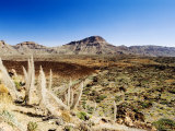 Dead Echium Flowers in Las Canadas, Lava Flow in the Distance Photographie par Martin Page