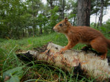 Red Squirrel on Log, Lancashire, UK Lámina fotográfica por Elliott Neep Red Squirrel on Log, Lancashire, UK Lámina fotográfica por Elliott Neep