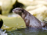Asian Short Clawed Otter, Climbing out of Rockpool, Earsham, UK Lámina fotográfica por Elliott Neep Asian Short Clawed Otter, Climbing out of Rockpool, Earsham, UK Lámina fotográfica por Elliott Neep
