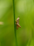 Meadow Grasshopper, Crawling up Grass Stem, Middlesex, UK Lámina fotográfica por Elliott Neep