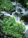 Mountain Monkey Flower, Oregon, USA Photographic Print by Stan Osolinski