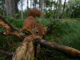 Red Squirrel, with Nut, Lancashire, UK Lámina fotográfica por Elliott Neep Red Squirrel, with Nut, Lancashire, UK Lámina fotográfica por Elliott Neep