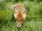 Red Fox, Close-up of Red Fox in Long Green Grass, Sussex, UK Lámina fotográfica por Elliott Neep
