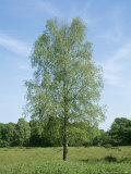 Silver Birch, Somerset, UK Lámina fotográfica por Geoff Kidd