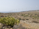 Wind Farm in Southern Tenerife, with Prickly Pear Cactus (Opuntia) in Foreground Photographie par Martin Page