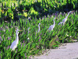 Great Egret, Hunting from Pickerelweed, USA Photographic Print by Stan Osolinski