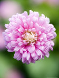 Aster Comet Formula Mix, Callistephus Chinensis Photographie par Geoff Kidd