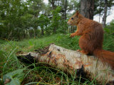 Red Squirrel, Sitting, Lancashire, UK Lámina fotográfica por Elliott Neep Red Squirrel, Sitting, Lancashire, UK Lámina fotográfica por Elliott Neep