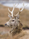 Highland Red Deer, Portrait of Stag, the Highlands, Scotland Photographic Print by Elliot Neep