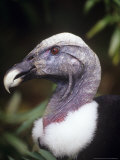 Andean Condor, Female Portrait, Zoo Animal Lámina fotográfica por Stan Osolinski
