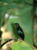 Metallic Starling, Zoo Animal Photographie par Stan Osolinski
