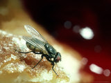 Housefly on Doughnut, UK Lámina fotográfica por Oxford Scientific Housefly on Doughnut, UK Lámina fotográfica por Oxford Scientific