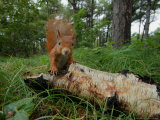 Red Squirrel, Formby, UK Lámina fotográfica por Elliott Neep Red Squirrel, Formby, UK Lámina fotográfica por Elliott Neep