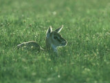 Thomsons Gazelle, Fawn, Tanzania Lámina fotográfica por Owen Newman Thomsons Gazelle, Fawn, Tanzania Lámina fotográfica por Owen Newman