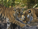 Bengal Tiger, 6 Month Old Cub and Tigress, Madhya Pradesh, India Photographie par Elliot Neep