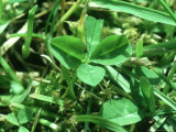 4-Leaf-Clover, Oxon, UK Lámina fotográfica por Oxford Scientific