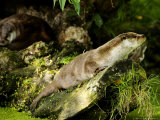 Pair of Otters Relaxing on Low Boughs of a Willow Tree, Earsham, UK Lámina fotográfica por Elliott Neep Pair of Otters Relaxing on Low Boughs of a Willow Tree, Earsham, UK Lámina fotográfica por Elliott Neep