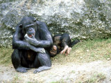 Chimpanzee, Mother & Baby, Zoo Animal Photographie par Stan Osolinski